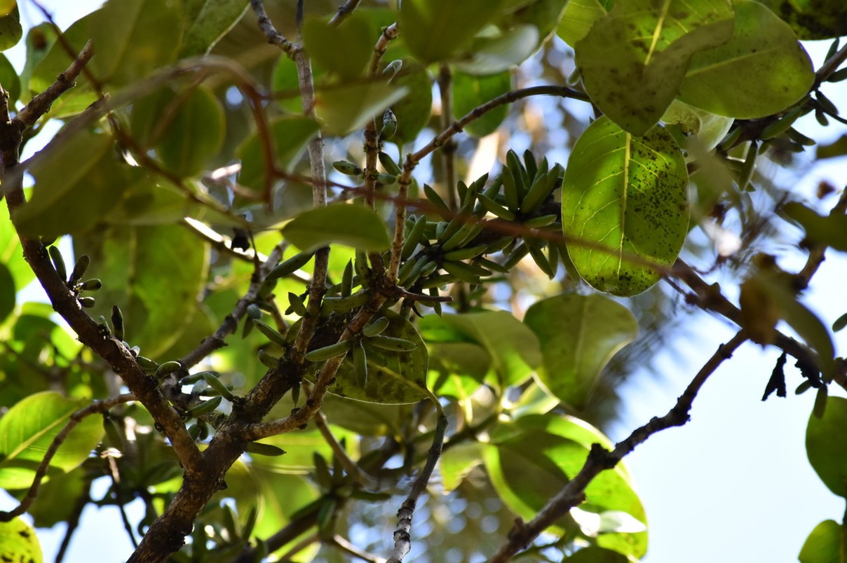 Bois de Piment "giganteum" - Geniostoma borbonicum - LOGANIACEAE - Endémique Réunion, Maurice