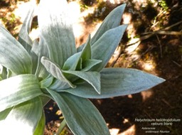 Helichrysum heliotropifolium. velours blanc.P1450168