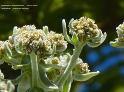 Helichrysum heliotropifolium . velours blanc.P1450172