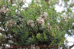 Ambaville verte - Hubertia ambavilla - Astéracée - B