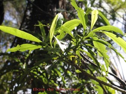 Bois de chenilles - Psiadia laurifolia- Astéracée -B