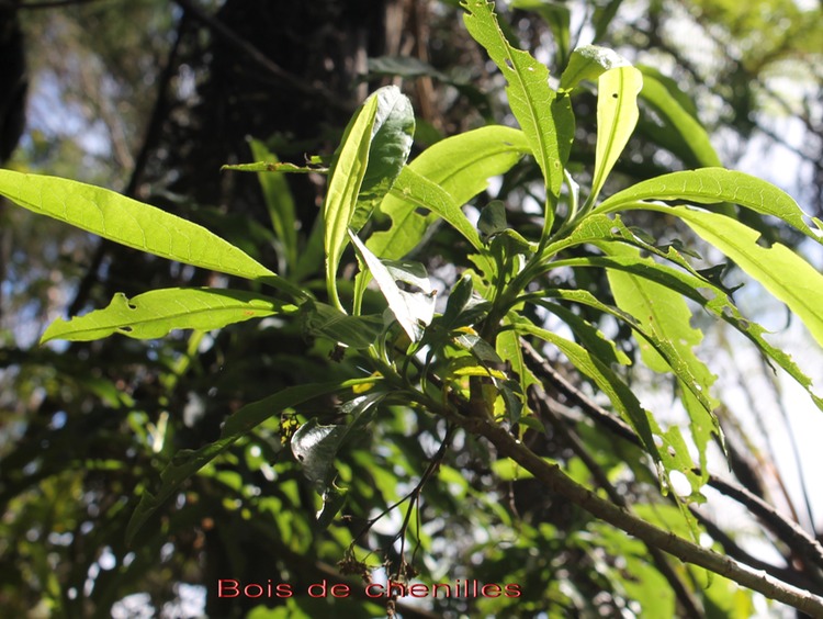 Bois de chenilles - Psiadia laurifolia- Astéracée -B