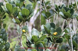 Bois de Joli coeur des hauts - Pittosporum senacia reticulatum - Pittosporacée - B