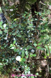 Bois de nèfles- Eugenia buxifolia - Myrtacée - B