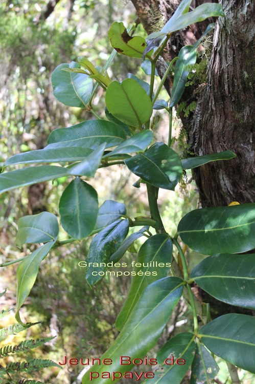 Bois de papaye - Polyscias repanda- Araliacée-B
