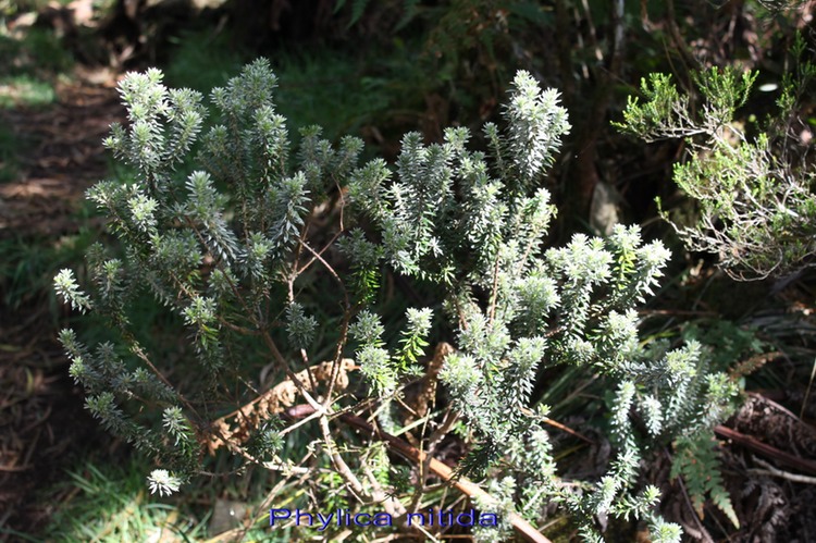 Branle bâtard ou feuilles dures-  Phylica nitida- Rhamnacée- I