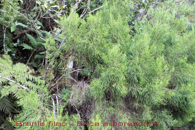 Branle filao - Erica arborescens  - Ericacée - B