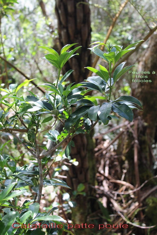 Catafaille patte poule ou grand Catafaille - Melicope obtusifolia - Rutacée- B