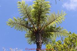 Fanjan femelle - Cyathea glauca