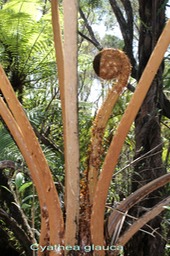 Fanjan femelle- Cyathea glauca- Cyatheacée- B