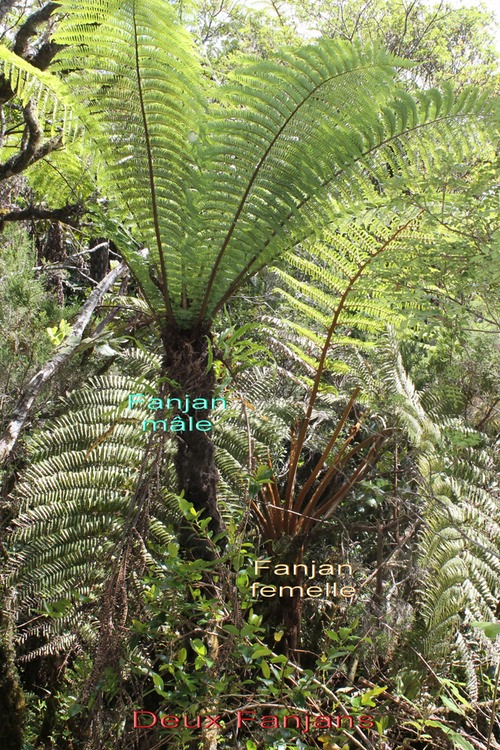 Fanjan mâle- Cyathea borbonica- I et Fanjan femelle - Cyathea glauca- B - Cyatheacées