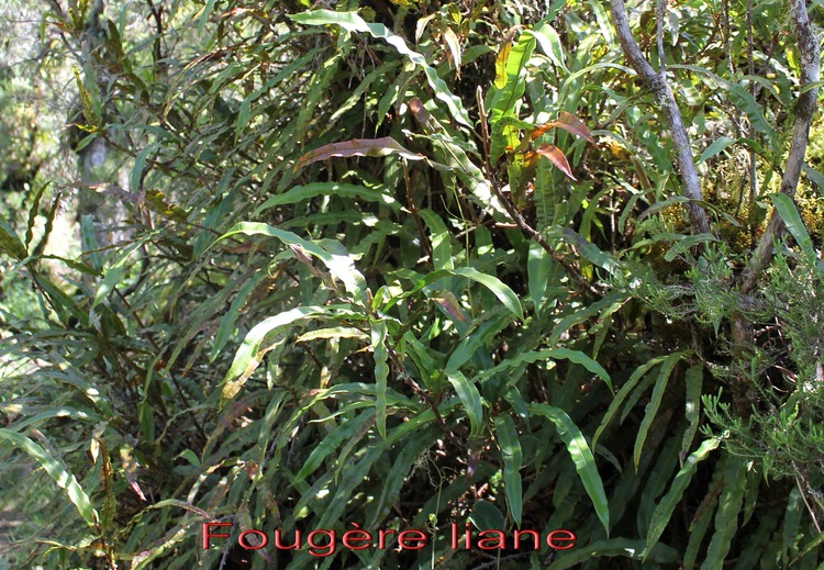 Fougère liane - Oleandra distenta -Davalliacée - I