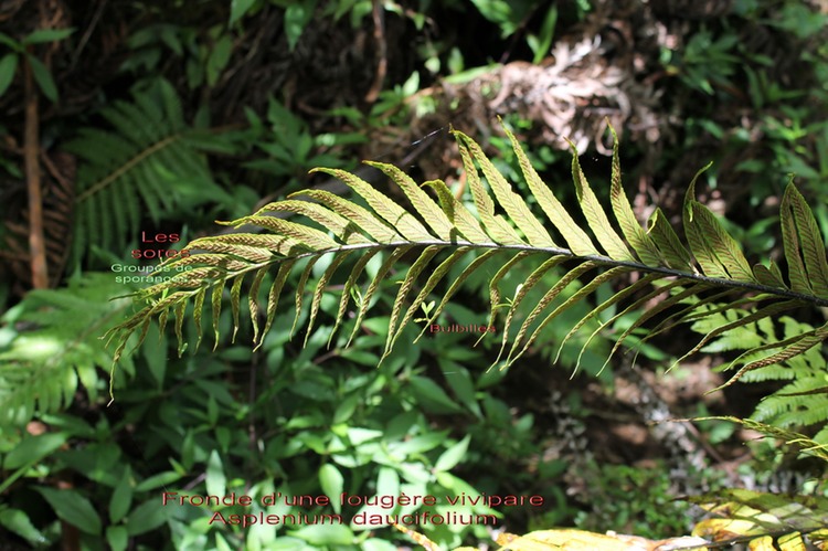 Fronde d'Asplenium daucifolium - Face inférieure - Aspleniacée - I