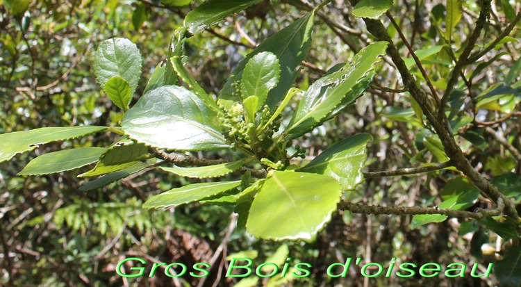 Grand Bois d'oiseau - Claoxylon glandulosum- Euphorbiacée -B