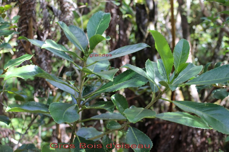 Grand ou  Gros Bois d'oiseau- Claoxylon glandulosum- Euphorbiacée -B