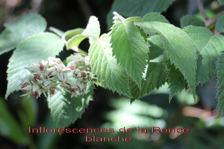Inflorescences de la Ronce blanche- Rubus apetalus - Rosacée - I