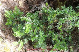 Jeune Tan rouge -Weinmannia tinctoria - Cunoniacée- Masc