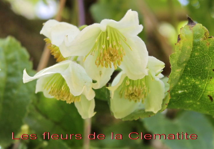 Les fleurs de la Clematite mauritiana