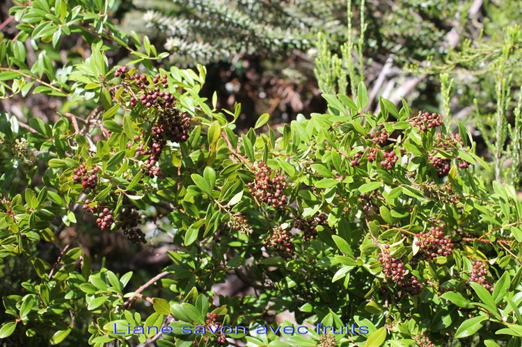 Liane savon- Embelia angustifolia - ex Myrsinacée- Primulacée- B