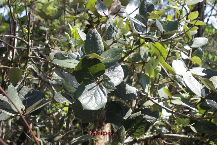 Mapou - Monimia rotundifolia - Monimiacée- B