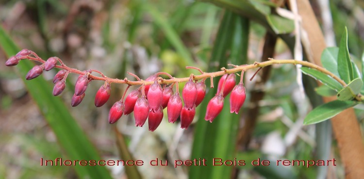 Petit Bois de rempart - Agarista buxifolia - Ericacée - B