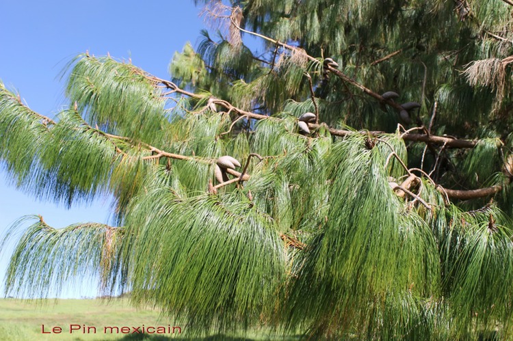 Pin mexicain - Pinus  patula -exo
