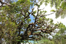 Très vieux  Bois de papaye- Polyscias repanda - Araliacée- B