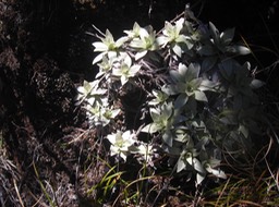 1 Petit velours blanc, Helichrysum arnicoides  