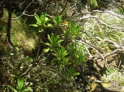 11 Psiadia anchusifolia 