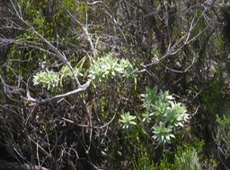 12 Petit velours blanc, Helichrysum arnicoides 