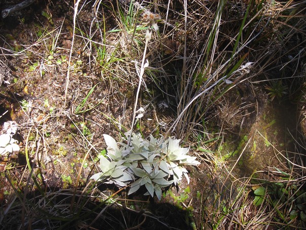 2 Petit velours blanc, Helichrysum arnicoides 
