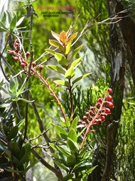 Agarista buxifolia . petit bois de rempart P1450547