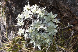 Helichrysum arnicoides- Endémique Réunion