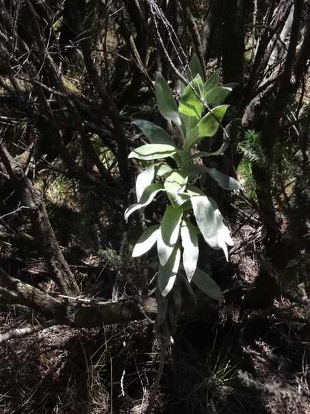 Helichrysum heliotropifolium - Endémique Réunion 