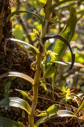 orchidée Angraecum costatum ou autre_1