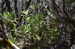Psiadia anchusifolia - Endémique Réunion