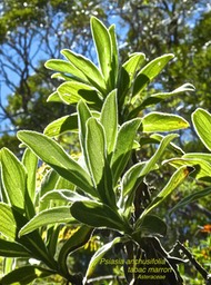 Psiadia anchusifolia P1450526