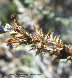 Stoebe passerinoides . branle blanc P1450499