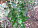 11 Molinaea alternifolia - Tan Georges - SAPINDACEAE - endémique de La Réunion et de Maurice