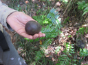 12 Pomme de Mimusops balata - Grand natte - Sapotacée - RM