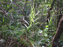 13 Flagellaria indica L. - Jolilave. jolivave - Flagellariaceae - Indigène Réunion.