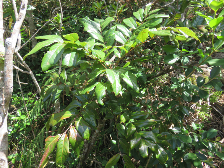 15 Cnestis glabra - Mafatamboa ou Mafatambois - Connaraceae