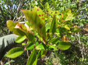16 Myonima obovata - Bois de prune  ou Bois de prune rat - Rubiaceae