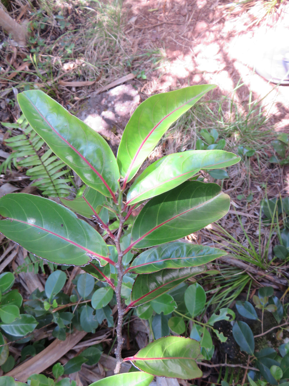 18 Casearia coriacea - Bois de cabri rouge - Flacourtiaceae - endémique de la Réunion et de Maurice