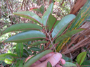 19 Casearia coriacea - Bois de cabri rouge - Flacourtiaceae - endémique de la Réunion et de Maurice