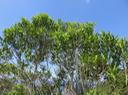 20 Olea lancea - Bois d'olive blanc -  Oleaceae - Indigène de La Réunion et de l'île Maurice