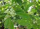 21 Pittosporum senacia - Bois de Joli cœur - Pittosporacée - Endémique R Maur