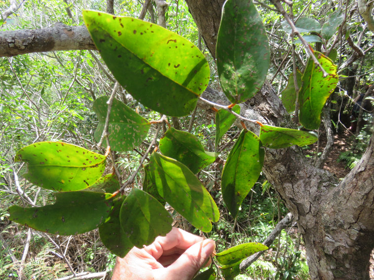 27 Securinega durissima - Bois dur …. - Euphorbiacées > Phyllanthaceae- Indigène à La Réunion, à Maurice, à Madagascar