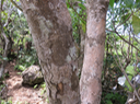 28 Securinega durissima - Bois dur …. - Euphorbiacées > Phyllanthaceae- Indigène à La Réunion, à Maurice, à Madagascar