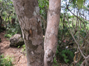 29 Securinega durissima - Bois dur …. - Euphorbiacées > Phyllanthaceae- Indigène à La Réunion, à Maurice, à Madagascar